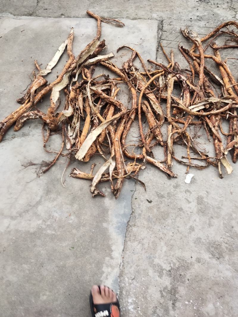 桑树根皮大量有货需要的联系