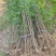 香花槐香花槐成品苗各种规格根生质量优数量大从优