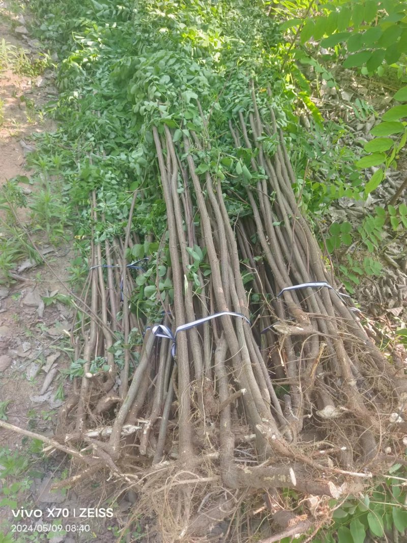 香花槐香花槐成品苗各种规格根生质量优数量大从优