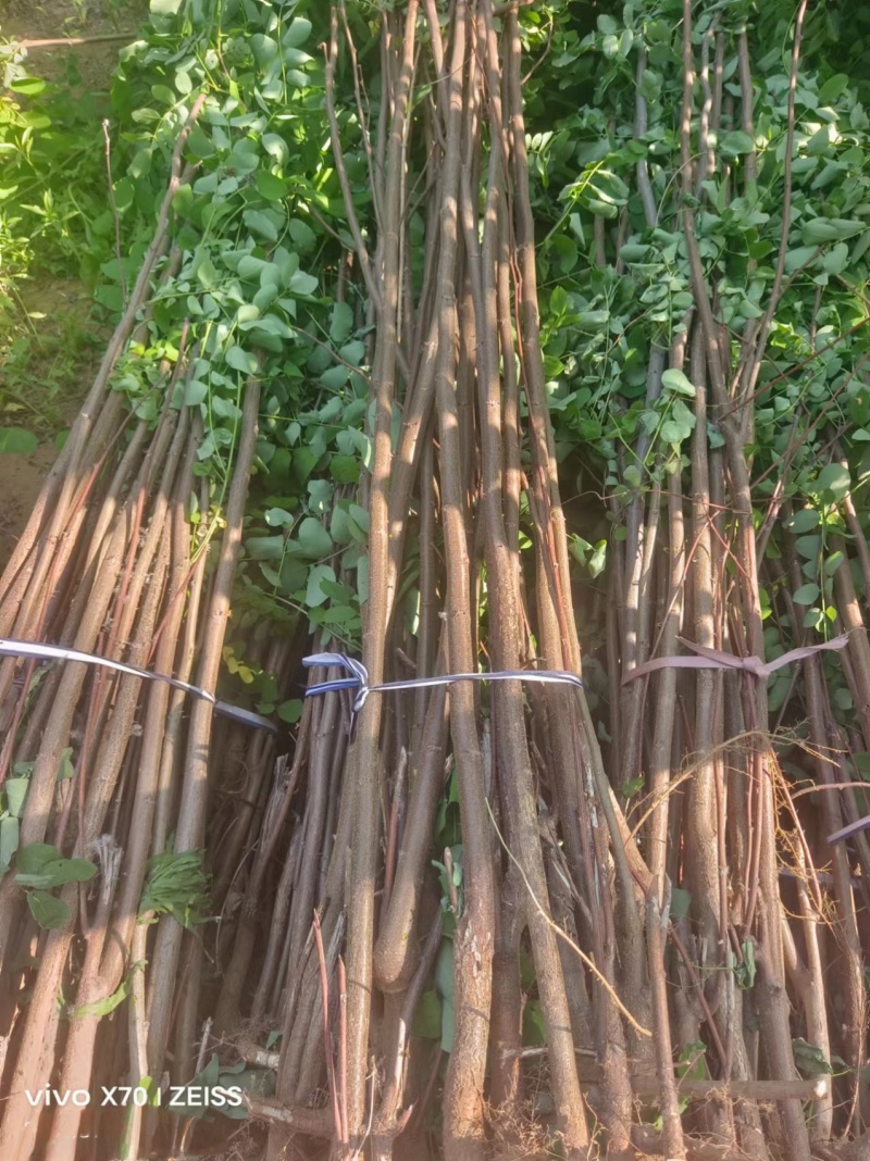 香花槐香花槐成品苗各种规格根生质量优数量大从优