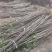 香花槐香花槐成品苗各种规格根生质量优数量大从优