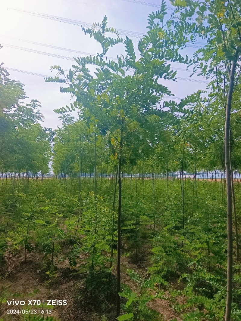 香花槐香花槐成品苗各种规格根生质量优数量大从优