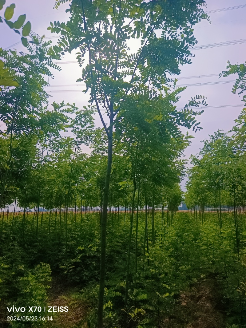 香花槐香花槐成品苗各种规格根生质量优数量大从优