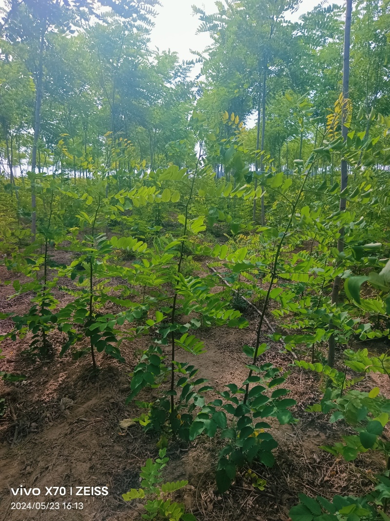 香花槐香花槐成品苗各种规格根生质量优数量大从优