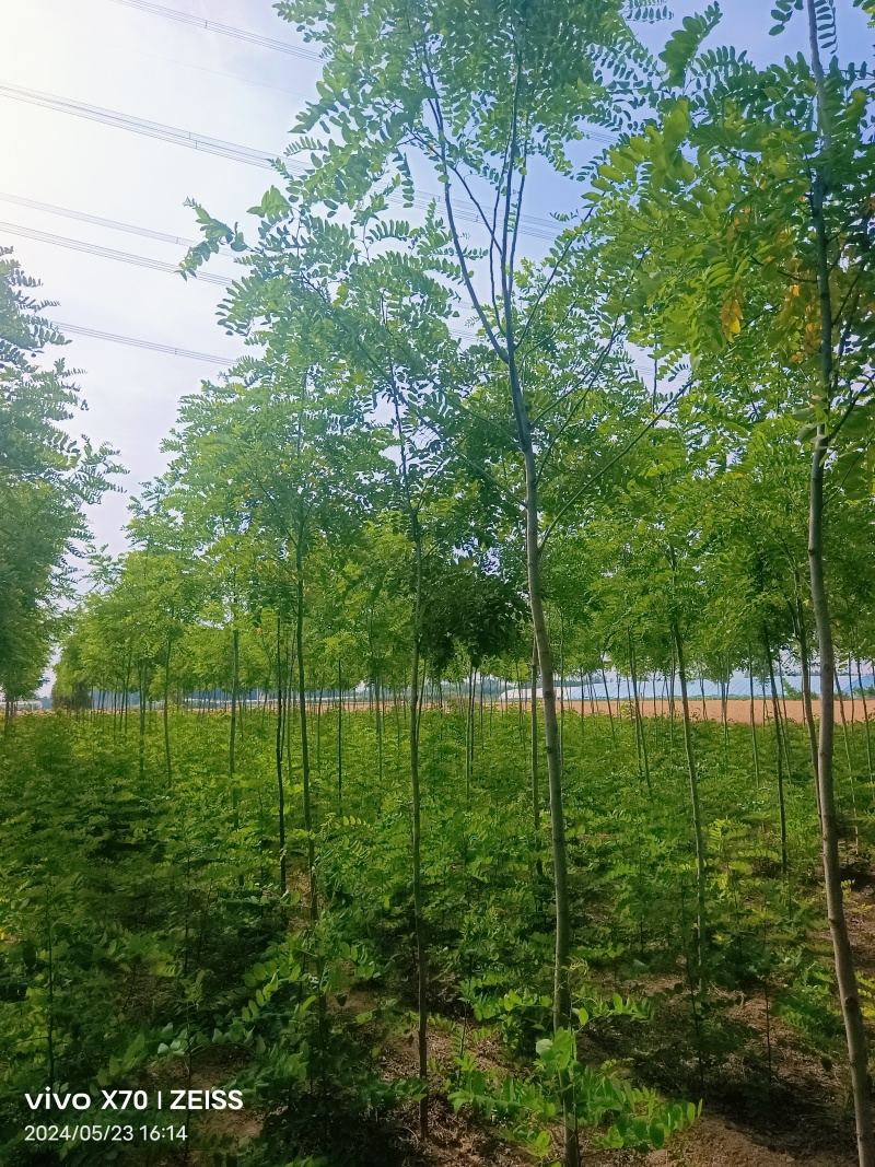 香花槐香花槐成品苗各种规格根生质量优数量大从优