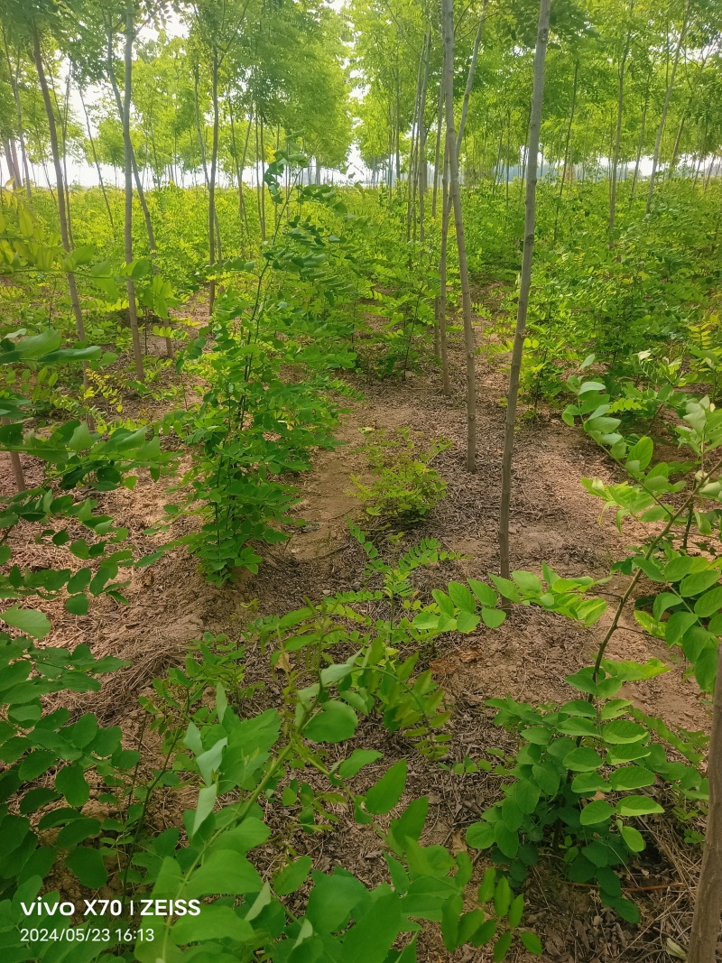 香花槐香花槐成品苗各种规格根生质量优数量大从优