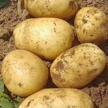 通许土豆精品沃土土豆黄皮黄心提供袋子按需求分拣承接加工批发