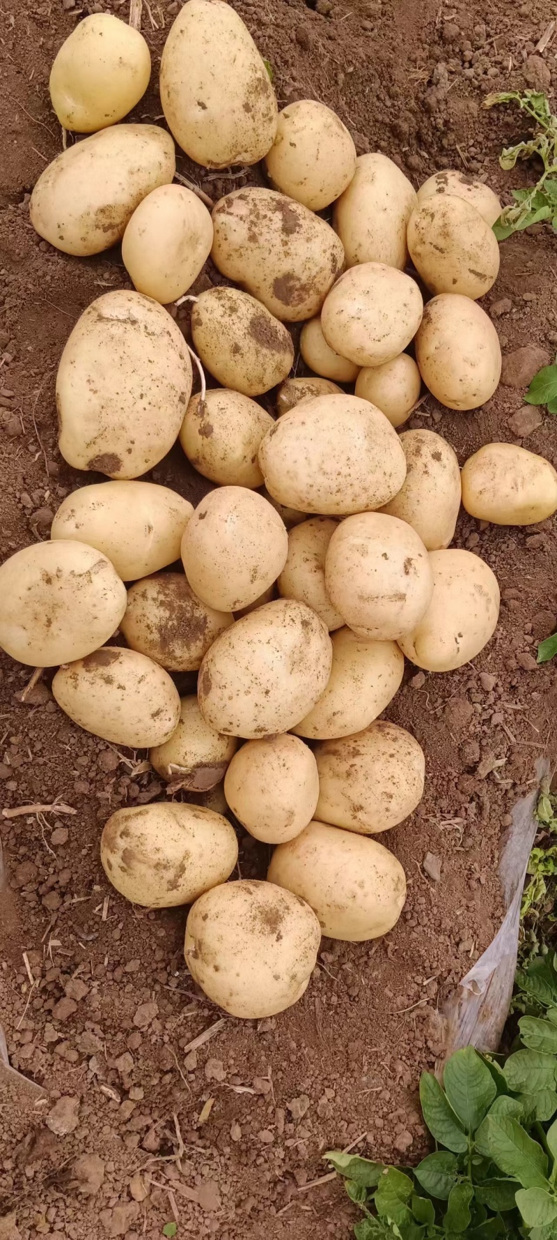 通许土豆精品沃土土豆黄皮黄心提供袋子按需求分拣承接加工批发