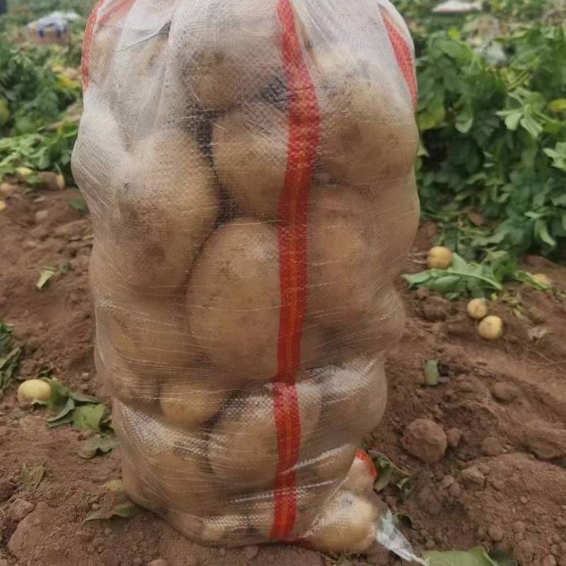 河南土豆沙地种植沃土五号无青头无疤痕擦伤个头大署形好提供