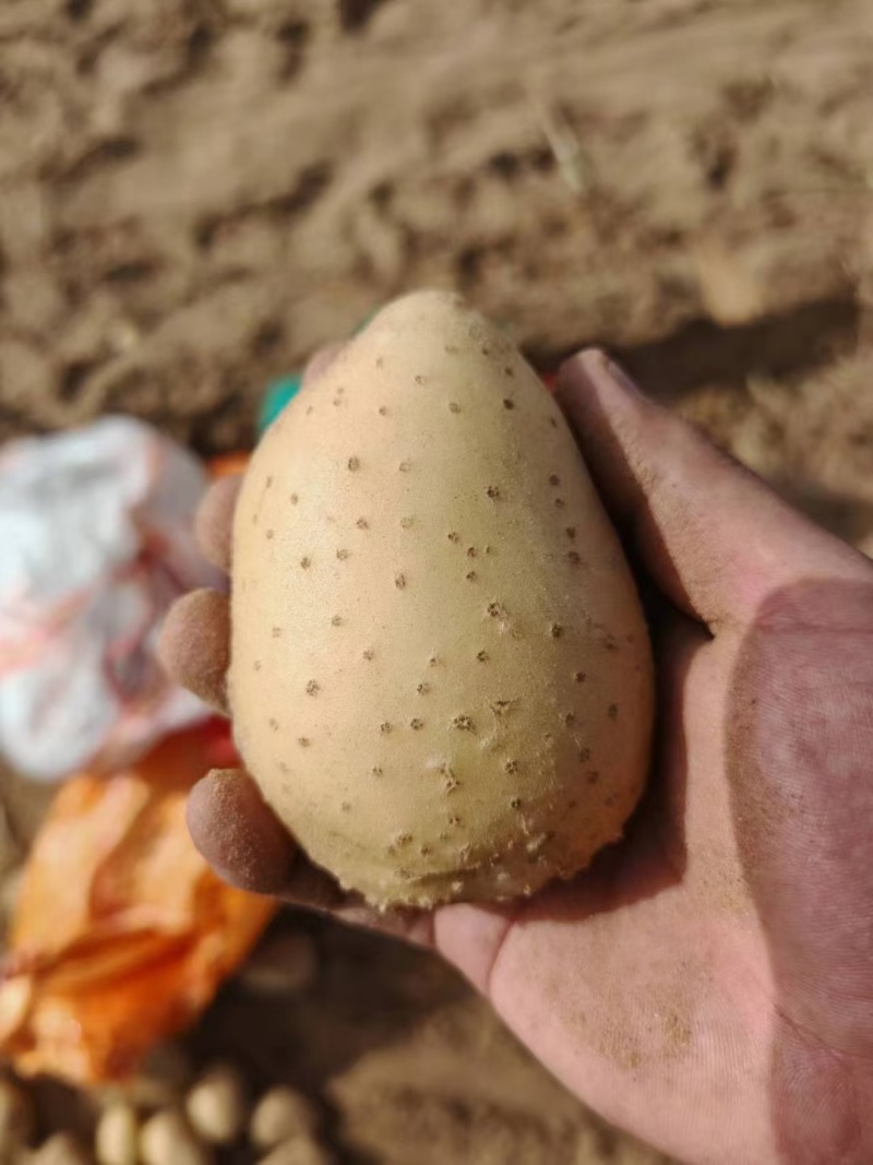 河南土豆沙地种植沃土五号无青头无疤痕擦伤个头大署形好提供