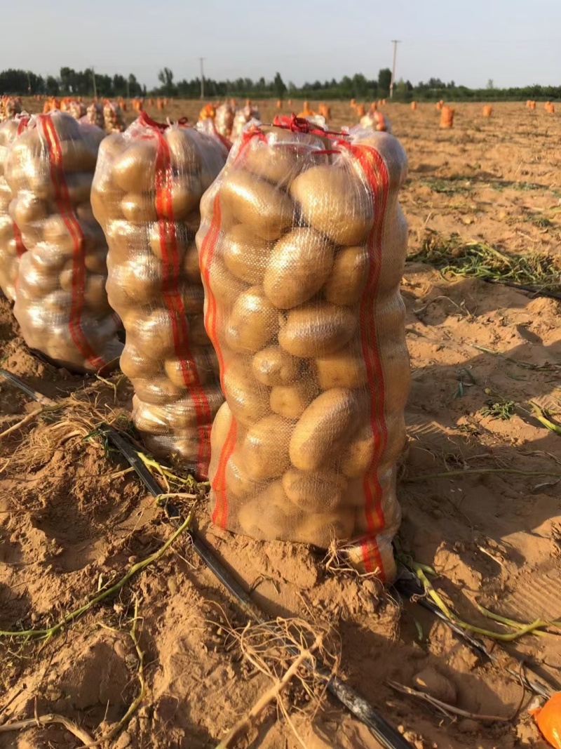 河南土豆沙地种植沃土五号无青头无疤痕擦伤个头大署形好提供
