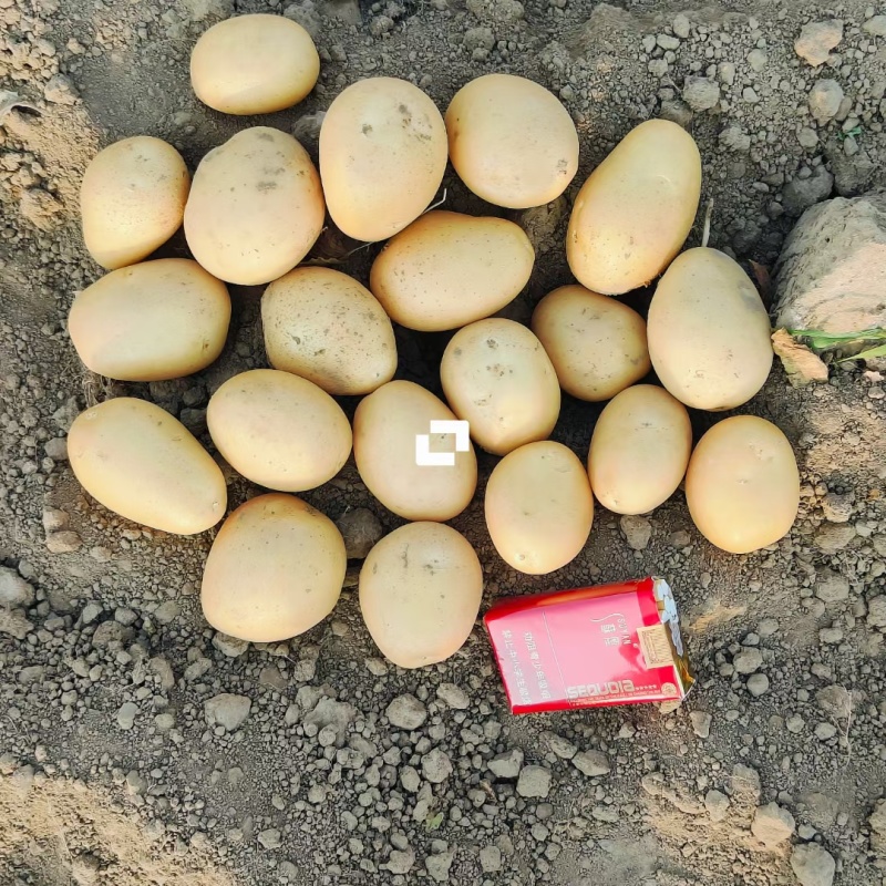 河南土豆沙地种植沃土五号无青头无疤痕擦伤个头大署形好提供