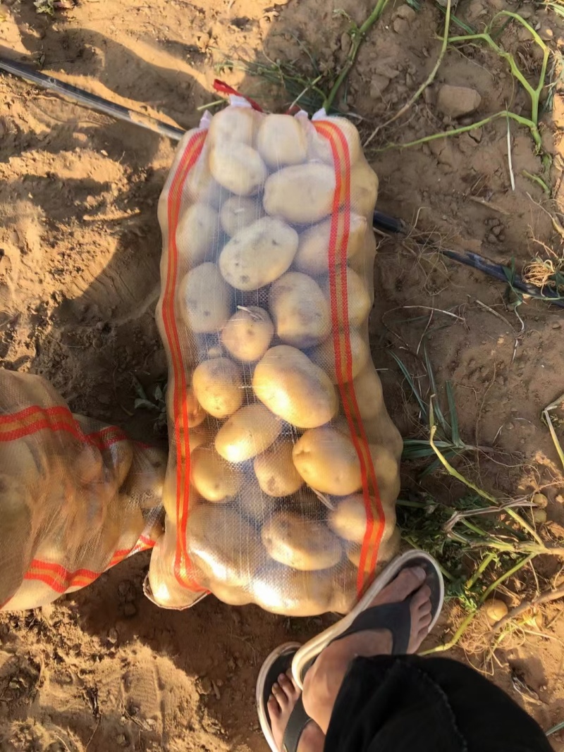河南土豆沙地种植沃土五号无青头无疤痕擦伤个头大署形好提供