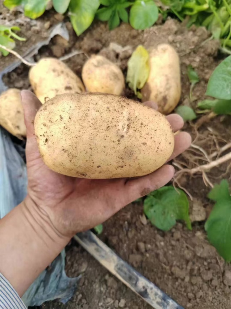 河南土豆沙地种植沃土五号无青头无疤痕擦伤个头大署形好提供