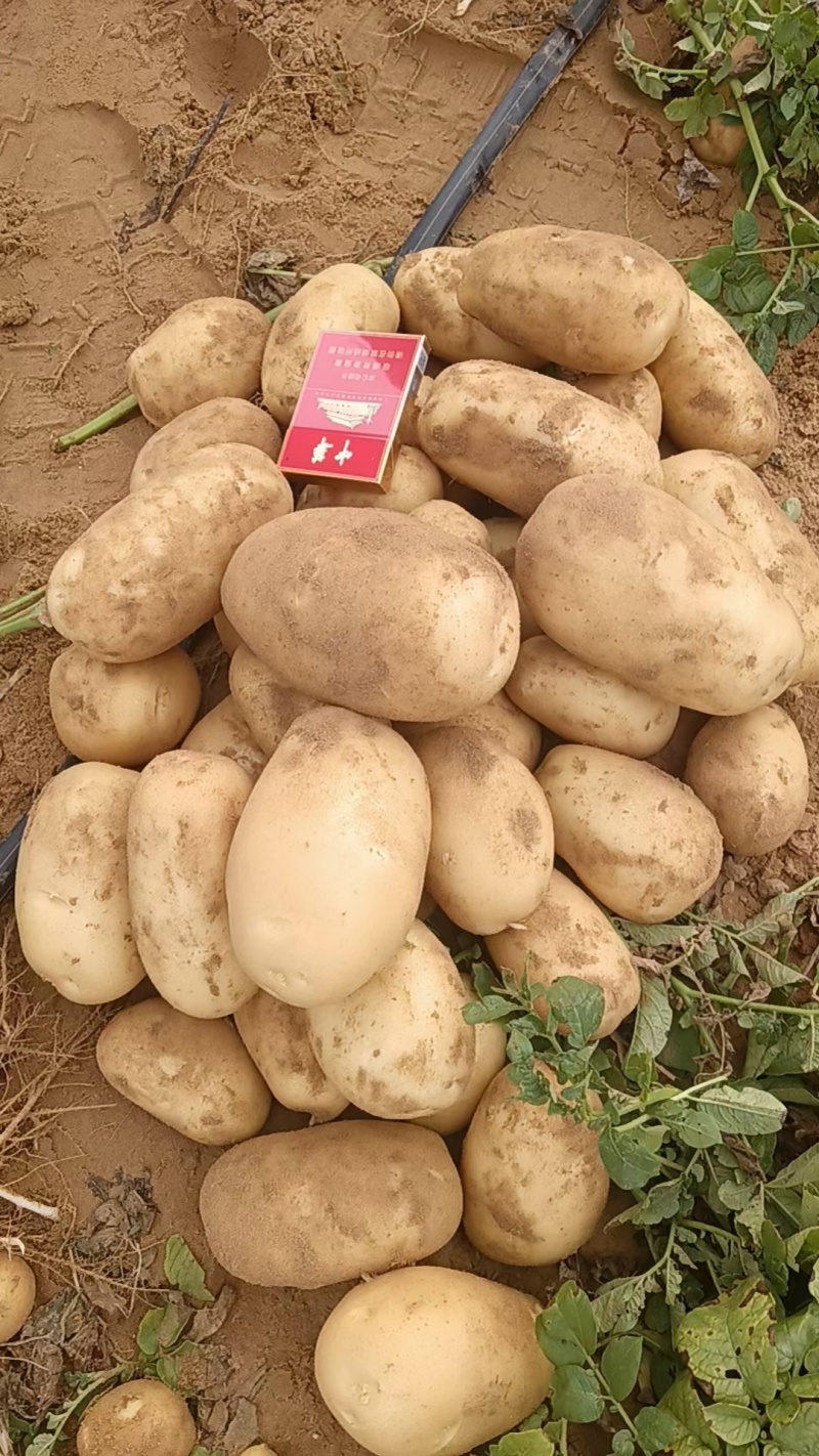 河南土豆沙地种植沃土五号无青头无疤痕擦伤个头大署形好提供