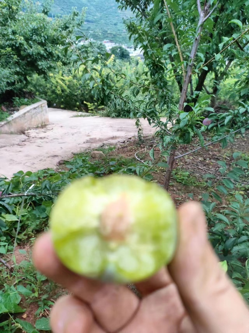 四川蜜饯李子脱骨李产地直发品质保证诚信合作欢迎来电