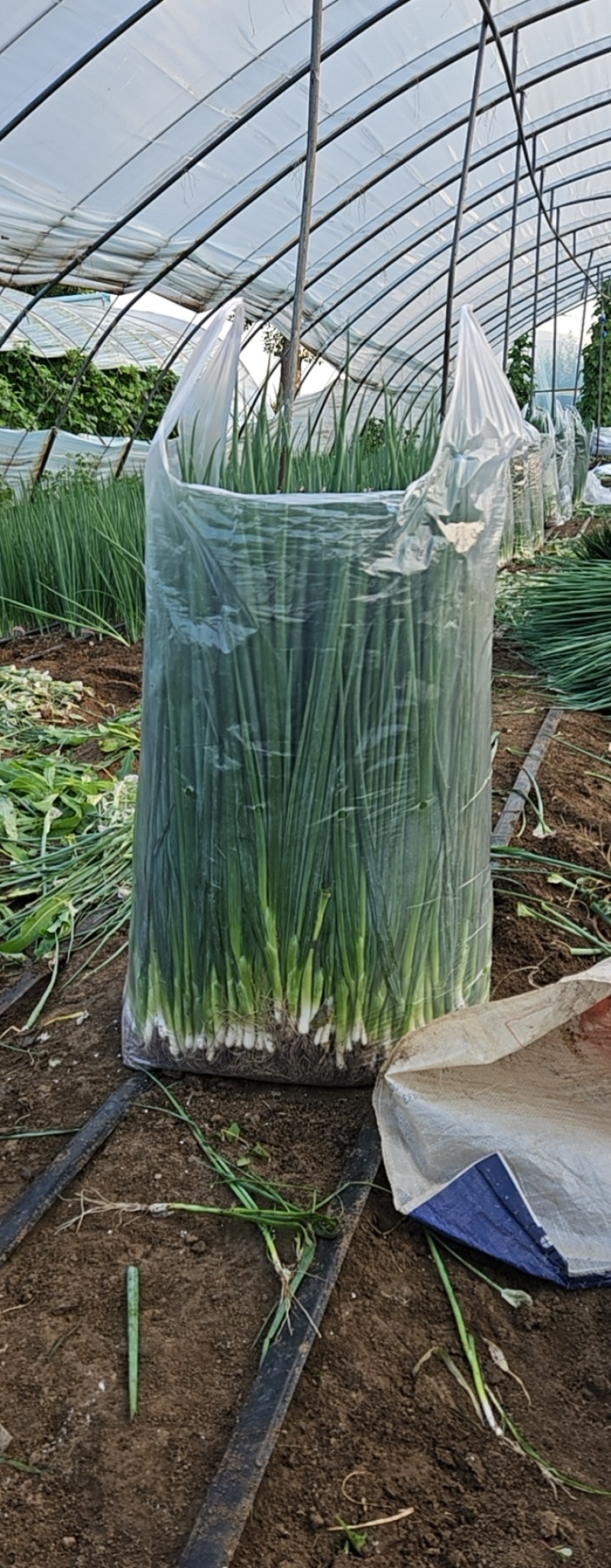 万秀小葱