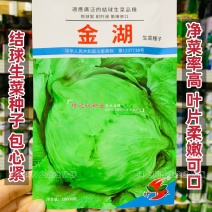 结球生菜种子圆球生菜种籽春秋蔬菜种子生吃圆生菜种子