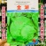 结球生菜种子圆球生菜种籽春秋蔬菜种子生吃圆生菜种子