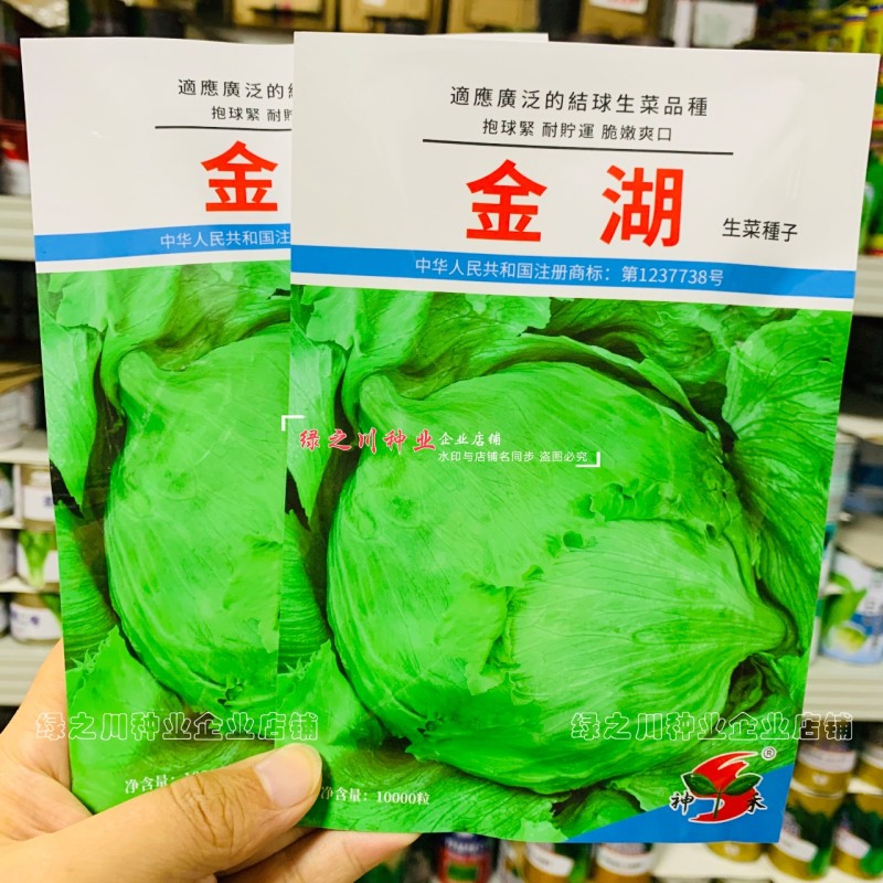 结球生菜种子圆球生菜种籽春秋蔬菜种子生吃圆生菜种子