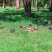 鸽子蛋1000个起发包邮