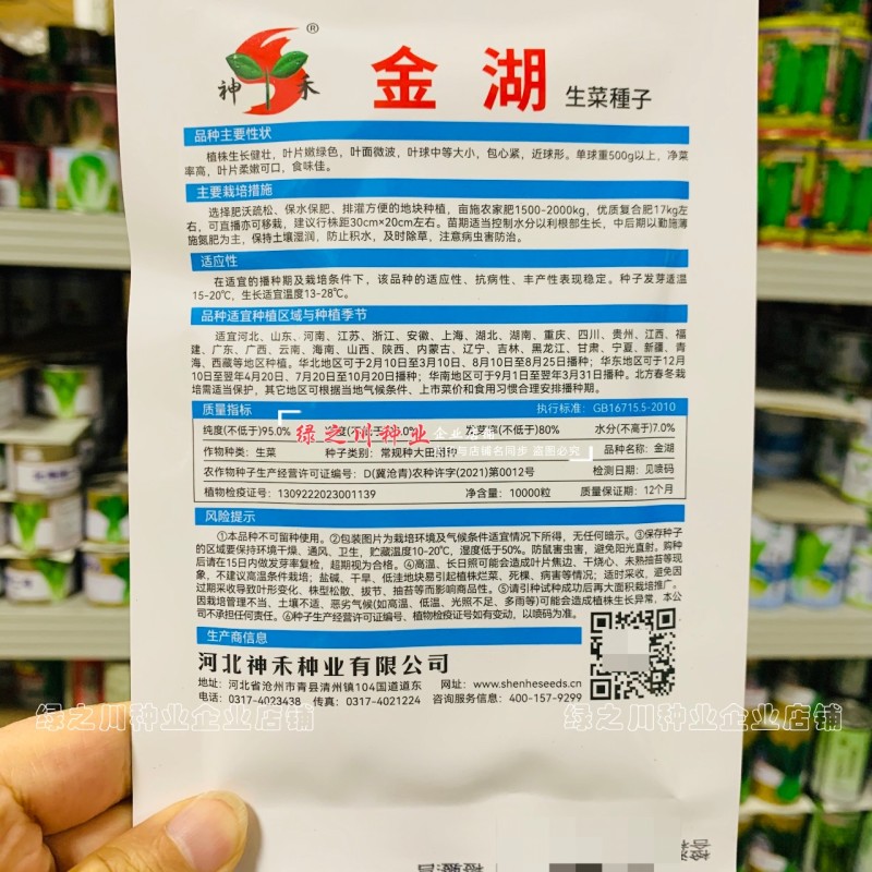 结球生菜种子圆球生菜种籽春秋蔬菜种子生吃圆生菜种子