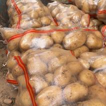 土豆（实验1，沃土），3两以上，大量有货，产地直发，包装