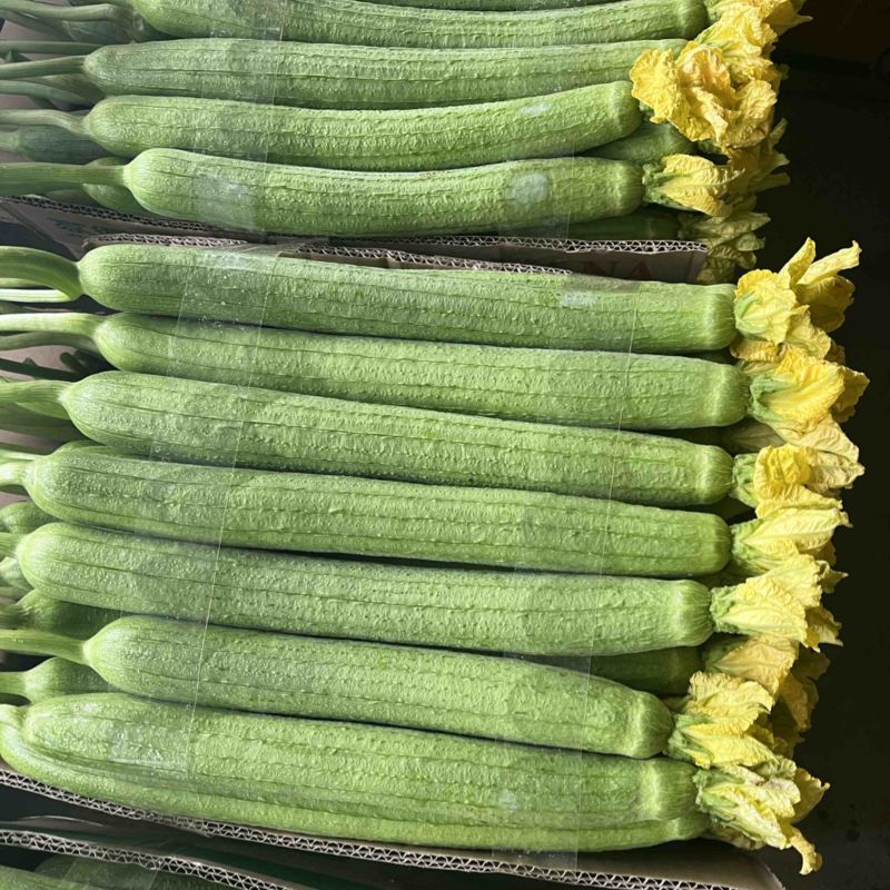 精品鲜花丝瓜大量供应全国批发市场和电商平台