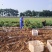 开封沙土龙九大量上市，需要的联系价格美丽