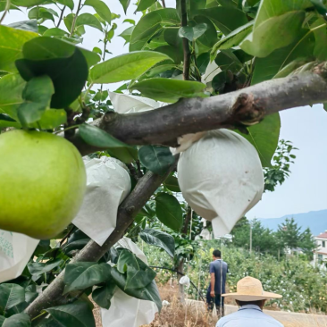 精品套袋翠冠梨🍐细嫩化渣，水分充足，四川广元苍溪