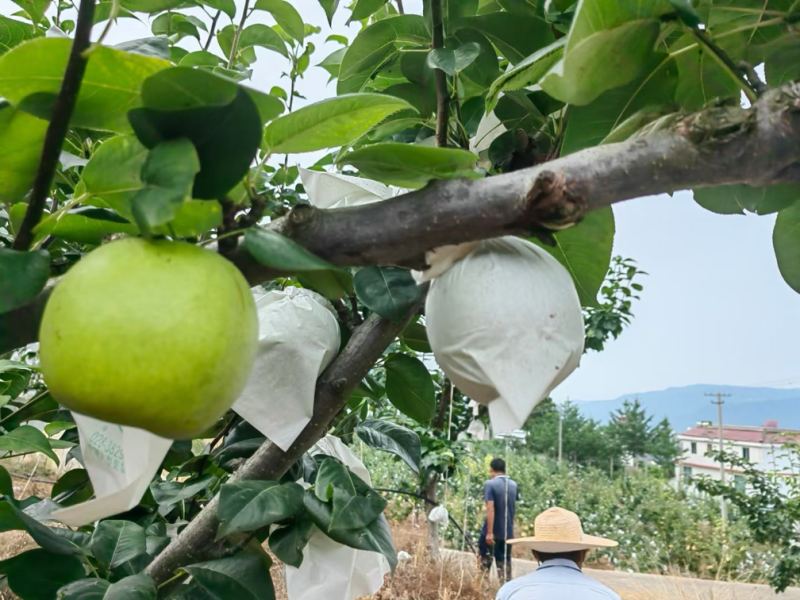 精品套袋翠冠梨🍐细嫩化渣，水分充足，四川广元苍溪