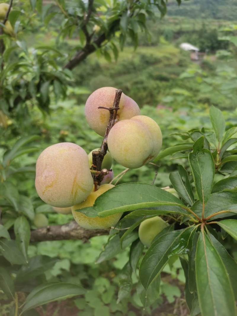 半边红李子，大量供应，味道清甜，汁水饱满。个大味美。