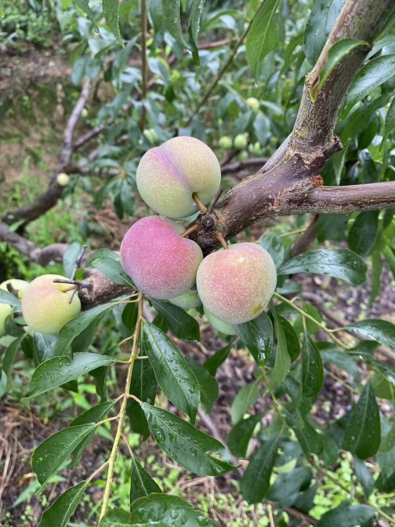 半边红李子，大量供应，味道清甜，汁水饱满。个大味美。