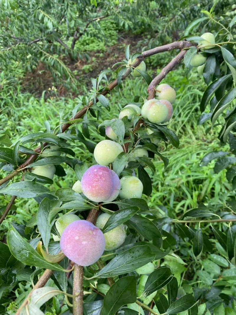 半边红李子，大量供应，味道清甜，汁水饱满。个大味美。
