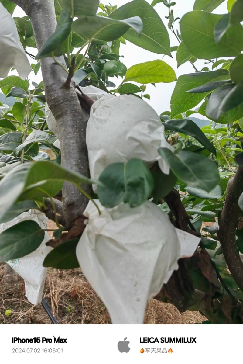 精品套袋翠冠梨🍐细嫩化渣，水分充足，四川广元苍溪