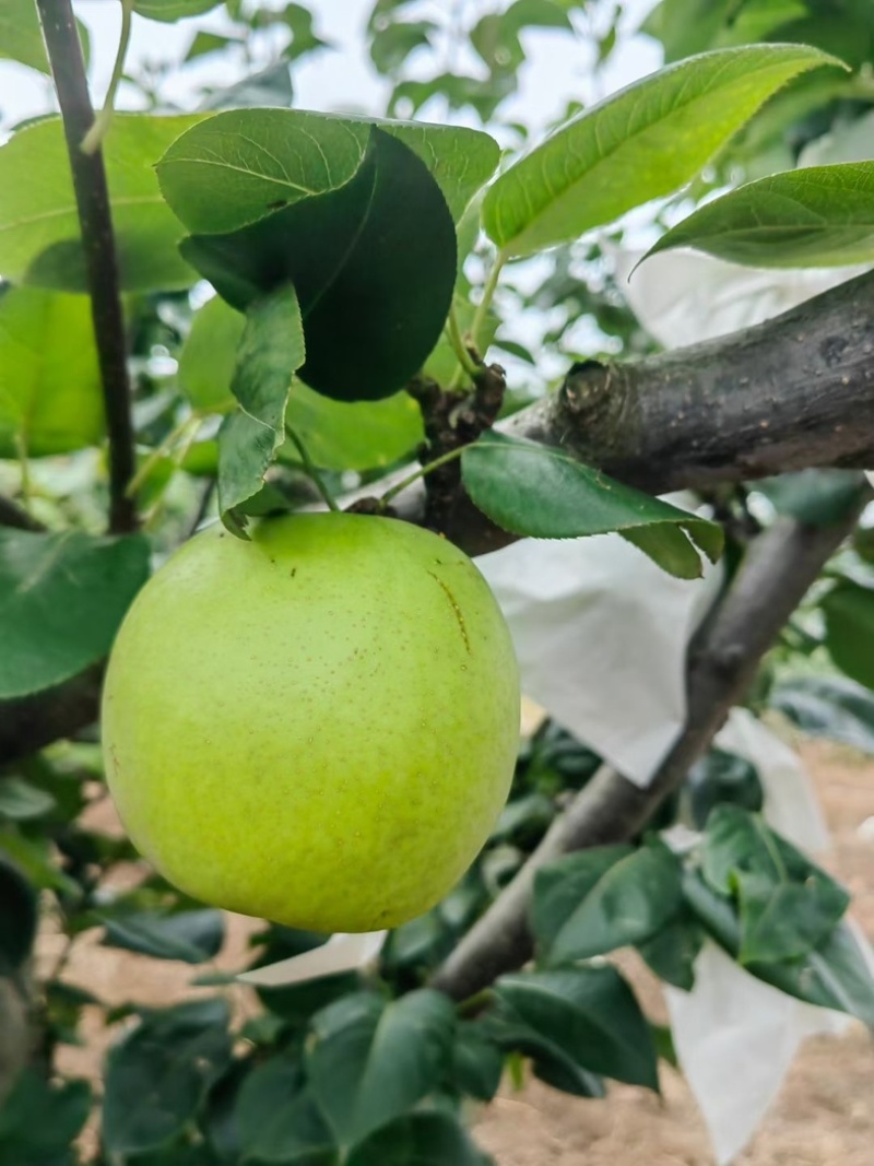 精品套袋翠冠梨🍐细嫩化渣，水分充足，四川广元苍溪