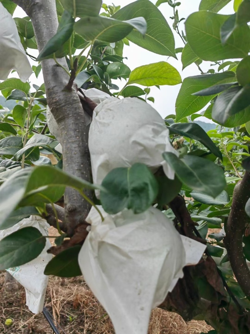 精品套袋翠冠梨🍐细嫩化渣，水分充足，四川广元苍溪