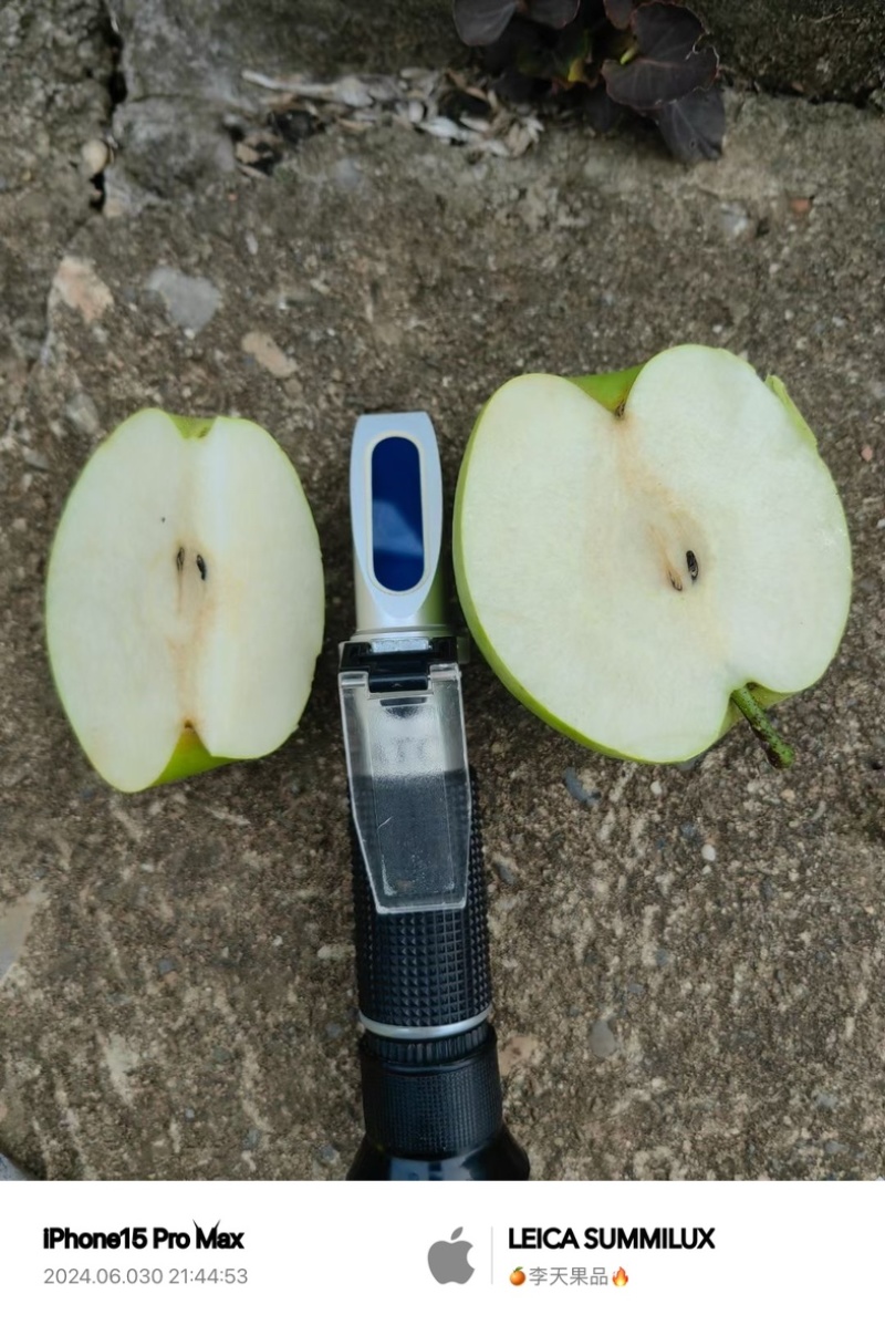 精品套袋翠冠梨🍐细嫩化渣，水分充足，四川广元苍溪