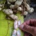 【白沙花生】诚信代办，颗颗饱满，质量保障，欢迎合作！