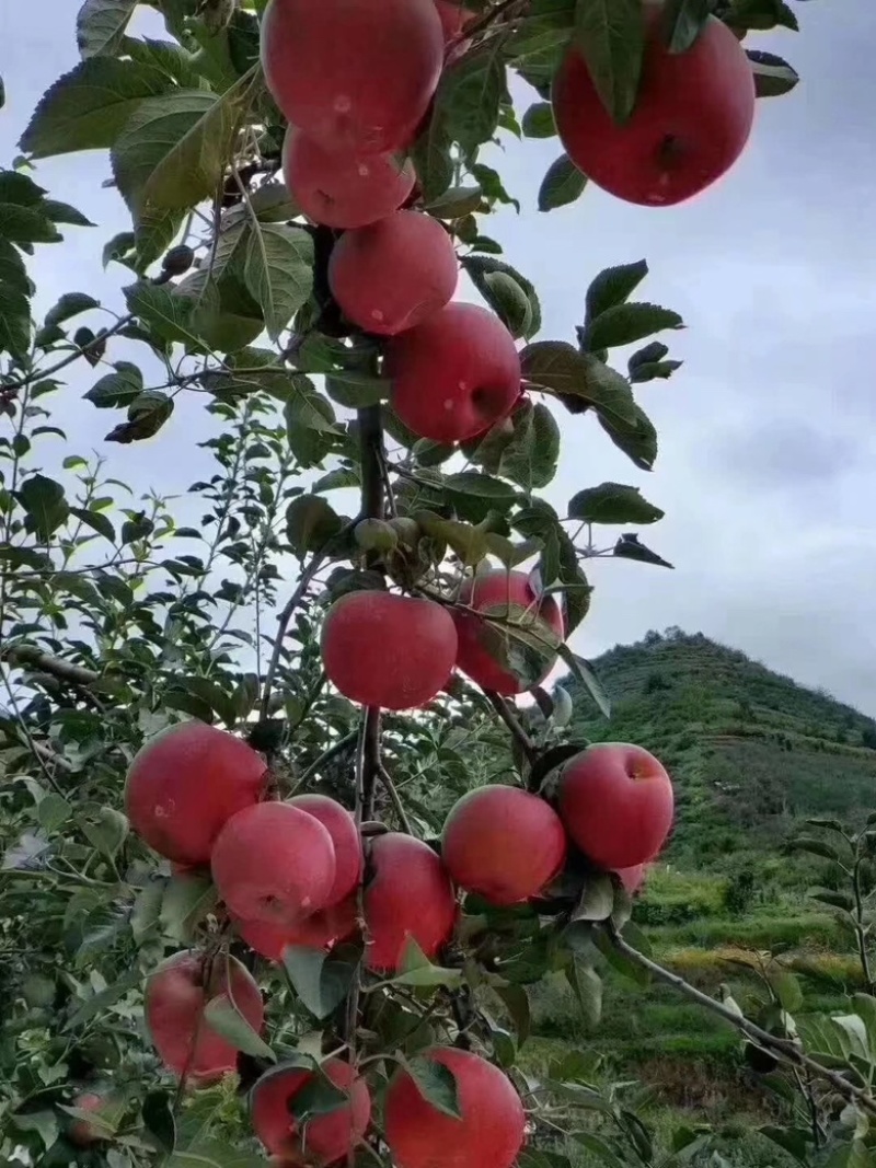 冰糖心苹果