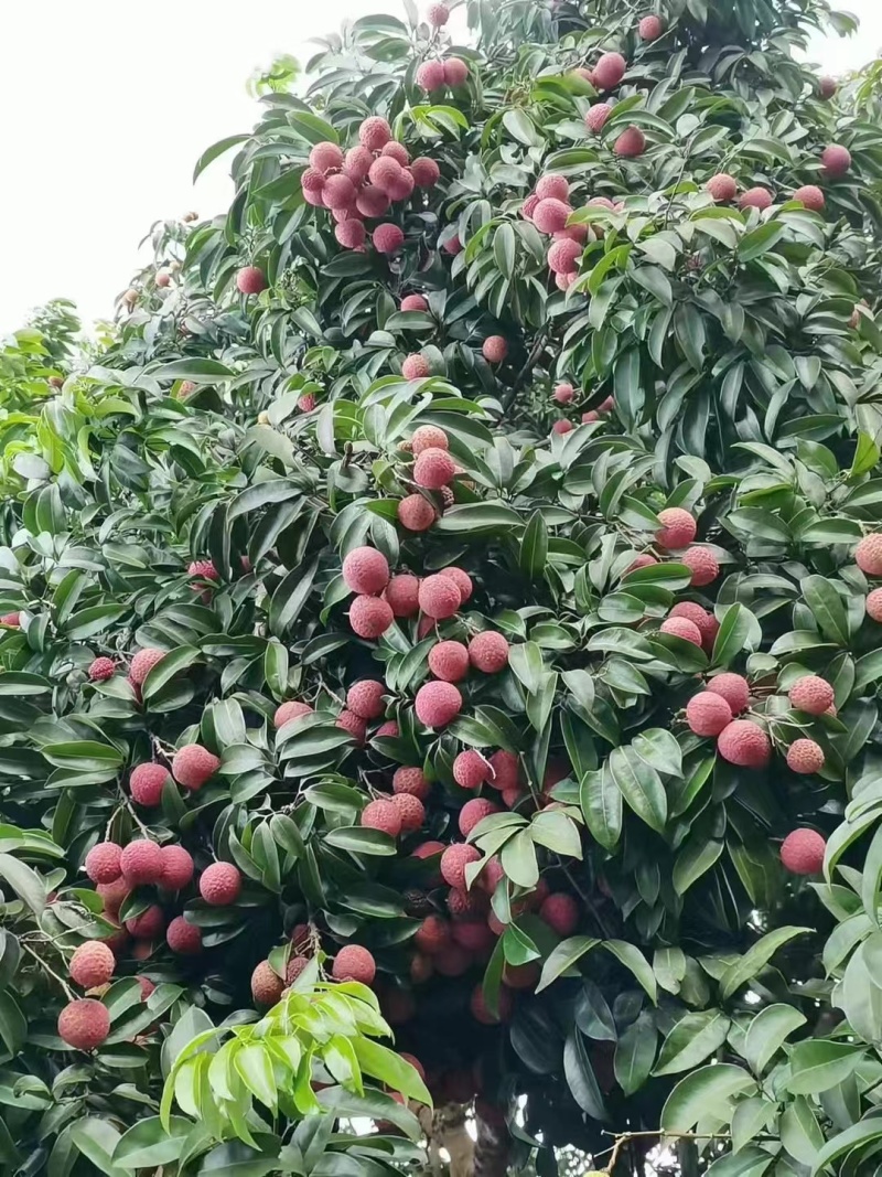 从化荔枝