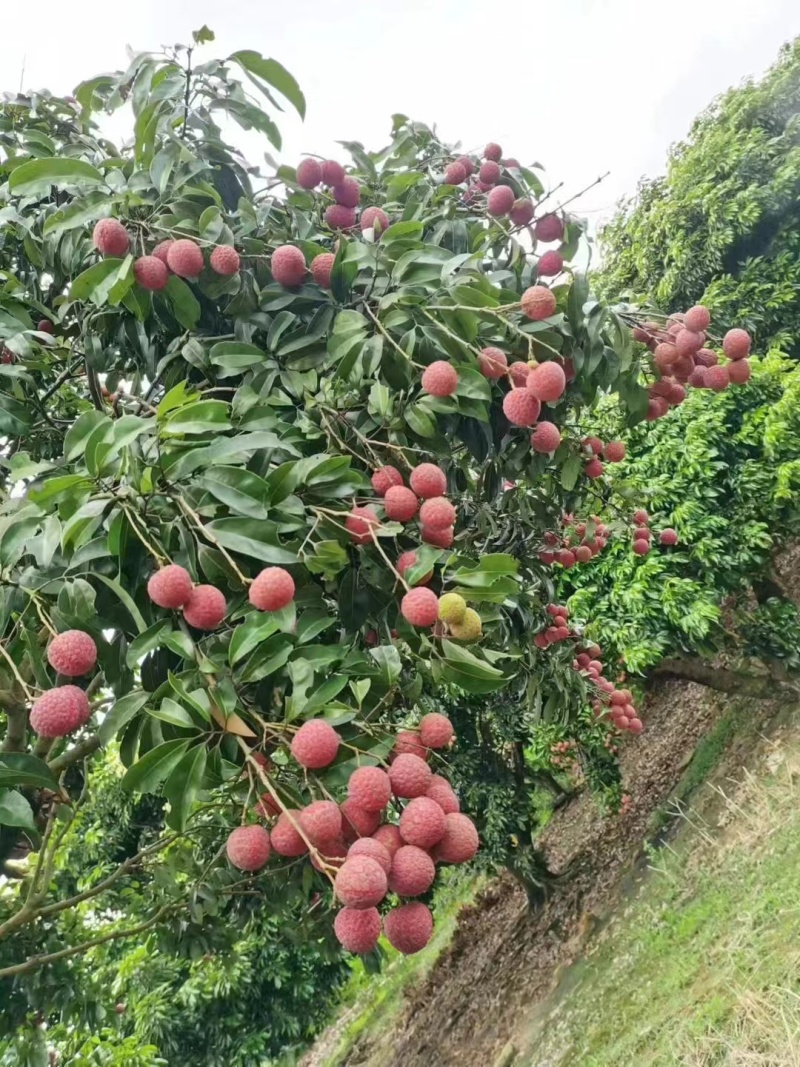 从化荔枝