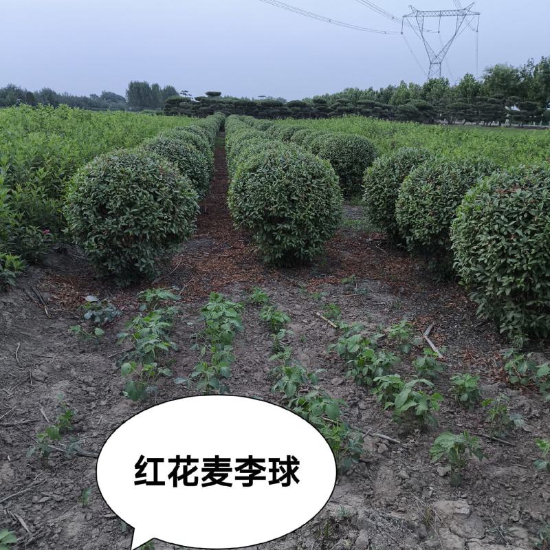 红花麦李球，80-1.2米