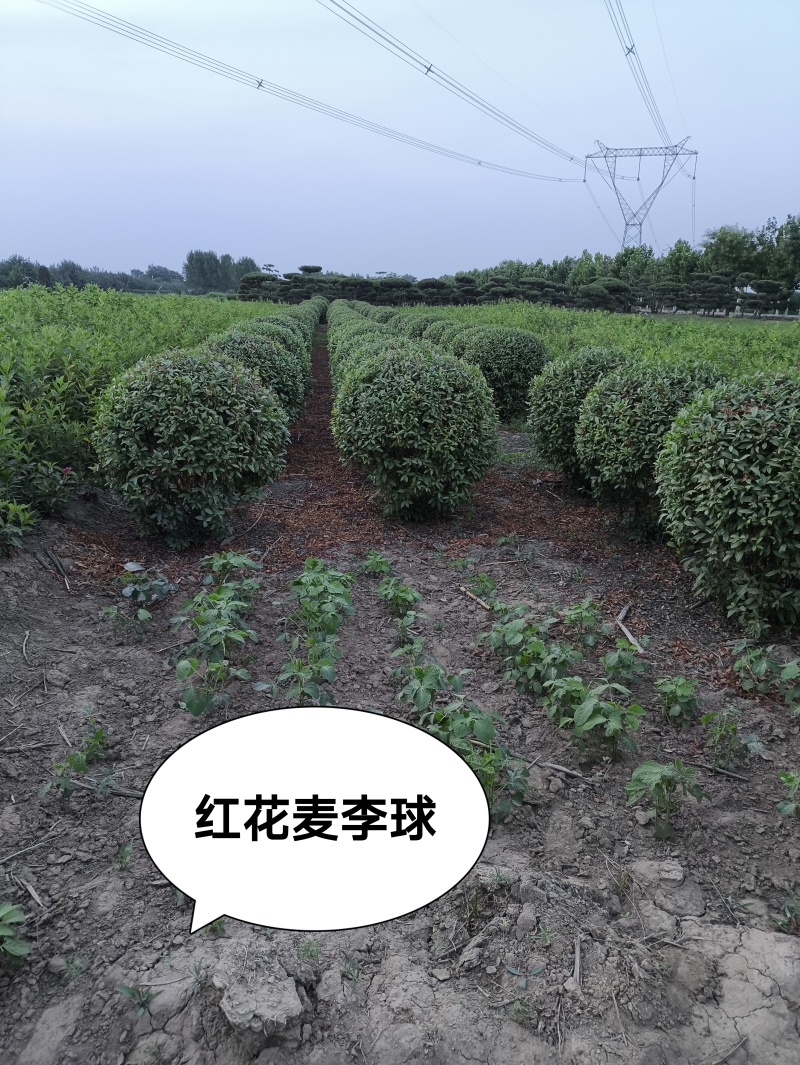 红花麦李球，80-1.2米