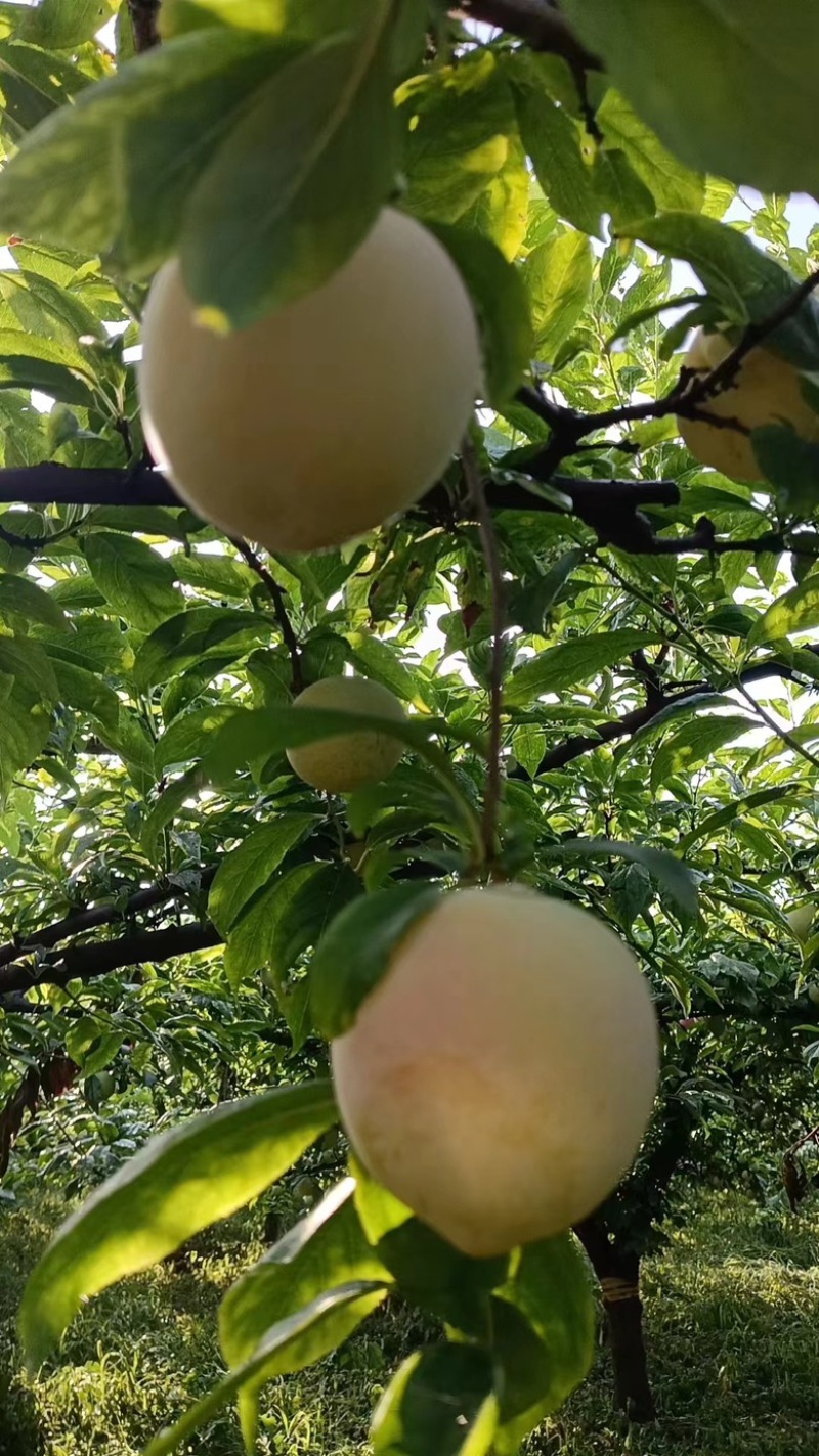 精选前卫红李，香甜多汁，唤醒您的味蕾