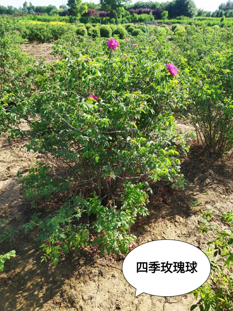 四级玫瑰球，高度80-1.2米，灌幅80公分以上。