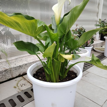 水生国产白色马蹄莲盆栽上海基地直发加仑盆种植盆