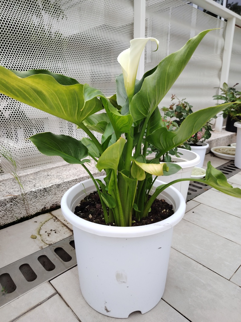 水生国产白色马蹄莲盆栽上海基地直发加仑盆种植盆