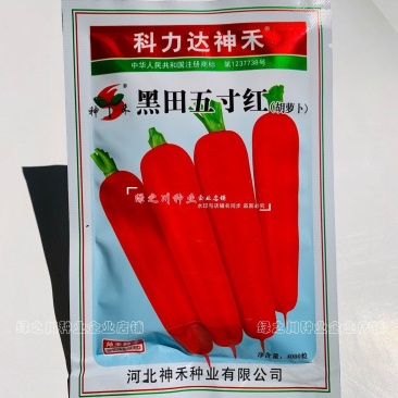 秋季胡萝卜种籽黑田五寸红胡萝卜种子水果蔬菜种籽三红胡萝卜