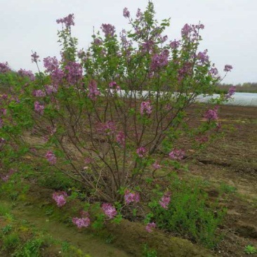 紫丁香球，80-3米，灌幅80-2米，